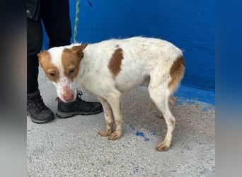 BALOO der nette unkomplizierte Hundemann