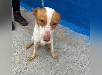 BALOO der nette unkomplizierte Hundemann