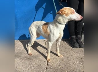 RAYOS der Menschen liebt