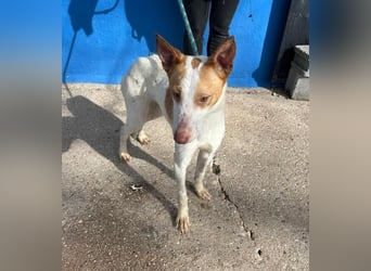 RAYOS der Menschen liebt