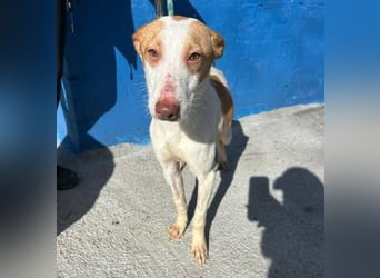 RAYOS der Menschen liebt