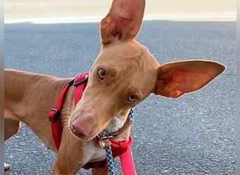 QUINOA das zarte Mädchen