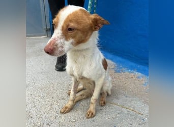 BALOO der nette unkomplizierte Hundemann