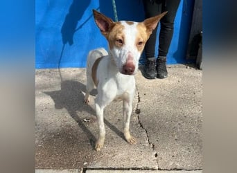 RAYOS der Menschen liebt