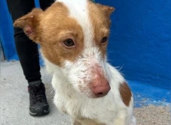 BALOO der nette unkomplizierte Hundemann