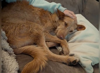 Zuma, liebevolle Podenca sucht ihre Menschen