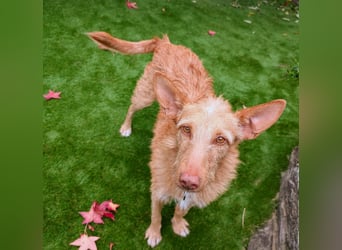 Zuma, liebevolle Podenca sucht ihre Menschen