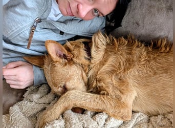 Zuma, liebevolle Podenca sucht ihre Menschen