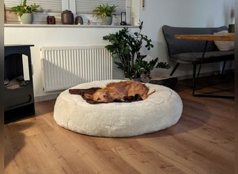 Zuma, liebevolle Podenca sucht ihre Menschen