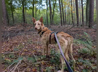 Zuma, liebevolle Podenca sucht ihre Menschen