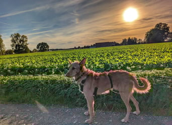 Zuma, liebevolle Podenca sucht ihre Menschen