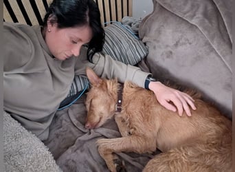 Zuma, liebevolle Podenca sucht ihre Menschen