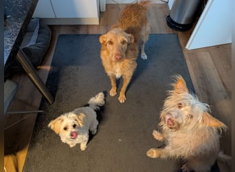 Zuma, liebevolle Podenca sucht ihre Menschen