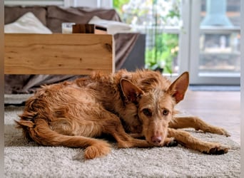 Zuma, liebevolle Podenca sucht ihre Menschen