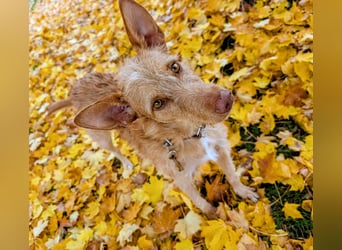 Zuma, liebevolle Podenca sucht ihre Menschen