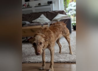 Zuma, liebevolle Podenca sucht ihre Menschen