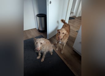 Zuma, liebevolle Podenca sucht ihre Menschen