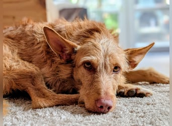 Zuma, liebevolle Podenca sucht ihre Menschen