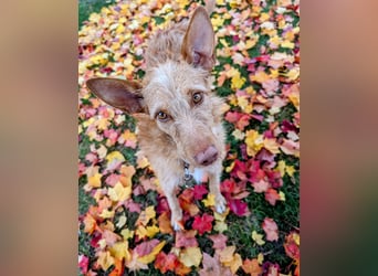 Zuma, liebevolle Podenca sucht ihre Menschen