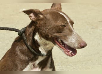 Roqui, klug, sehr loyal, freundlich