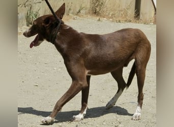 Roqui, klug, sehr loyal, freundlich