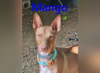 Mango geb. 07/2024 (in Deutschland) - fröhlicher und lieber Traum-Podenco sucht sein Glück!