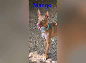 Mango geb. 07/2024 (in Deutschland) - fröhlicher und lieber Traum-Podenco sucht sein Glück!