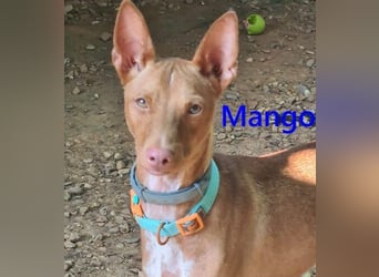 Mango geb. 07/2024 (in Deutschland) - fröhlicher und lieber Traum-Podenco sucht sein Glück!