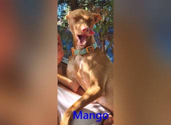 Mango geb. 07/2024 (in Deutschland) - fröhlicher und lieber Traum-Podenco sucht sein Glück!