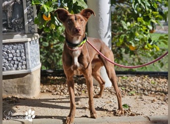 Kael ist fröhlich und verschmust, braucht aber Zeit und Geduld