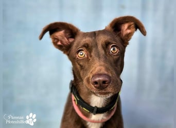 Kael ist fröhlich und verschmust, braucht aber Zeit und Geduld