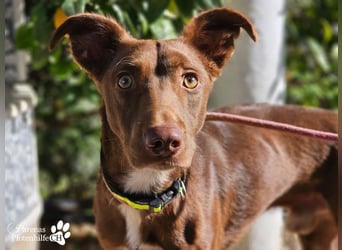 Kael ist fröhlich und verschmust, braucht aber Zeit und Geduld