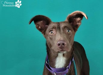 Kael ist fröhlich und verschmust, braucht aber Zeit und Geduld