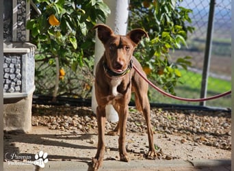 Kael ist fröhlich und verschmust, braucht aber Zeit und Geduld