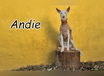 Wird Andie endlich gesehen?
