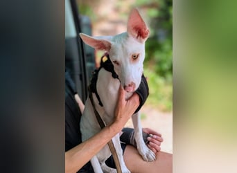 Schmusebär POGACAR sucht Platz zum Kuscheln
