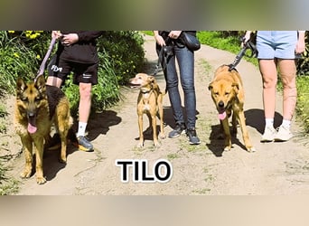 Goldschatz TILO möchte geliebt werden