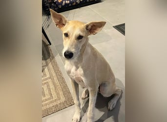 Ronya wünscht sich ein Für-Immer-Zuhause