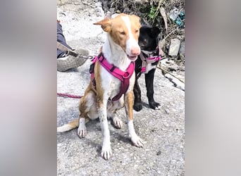 CHESTER - ein Hund zum Verlieben sucht seine Familie