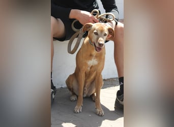 Goldschatz TILO möchte geliebt werden