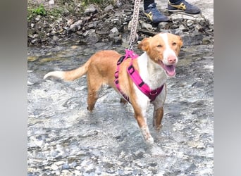 Chester - ein Hund zum Verlieben sucht seine Familie