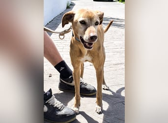 Goldschatz TILO möchte geliebt werden