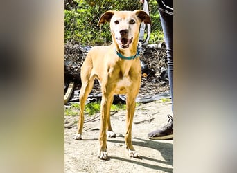 Goldschatz TILO möchte geliebt werden