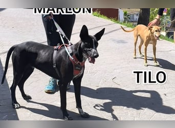 Goldschatz TILO möchte geliebt werden