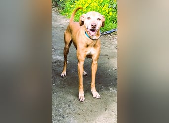 Goldschatz TILO möchte geliebt werden