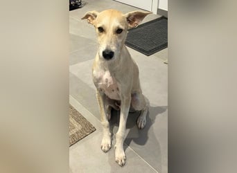 Ronya wünscht sich ein Für-Immer-Zuhause