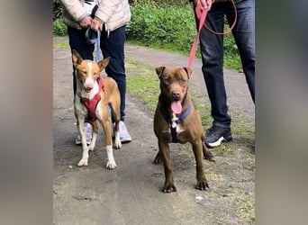 Chester - ein Hund zum Verlieben sucht seine Familie