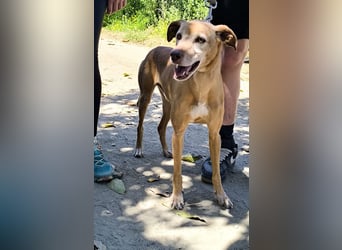 Goldschatz TILO möchte geliebt werden