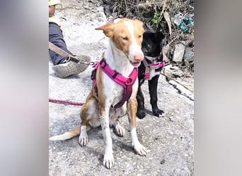 CHESTER - ein Hund zum Verlieben sucht seine Familie