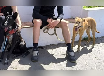 Goldschatz TILO möchte geliebt werden